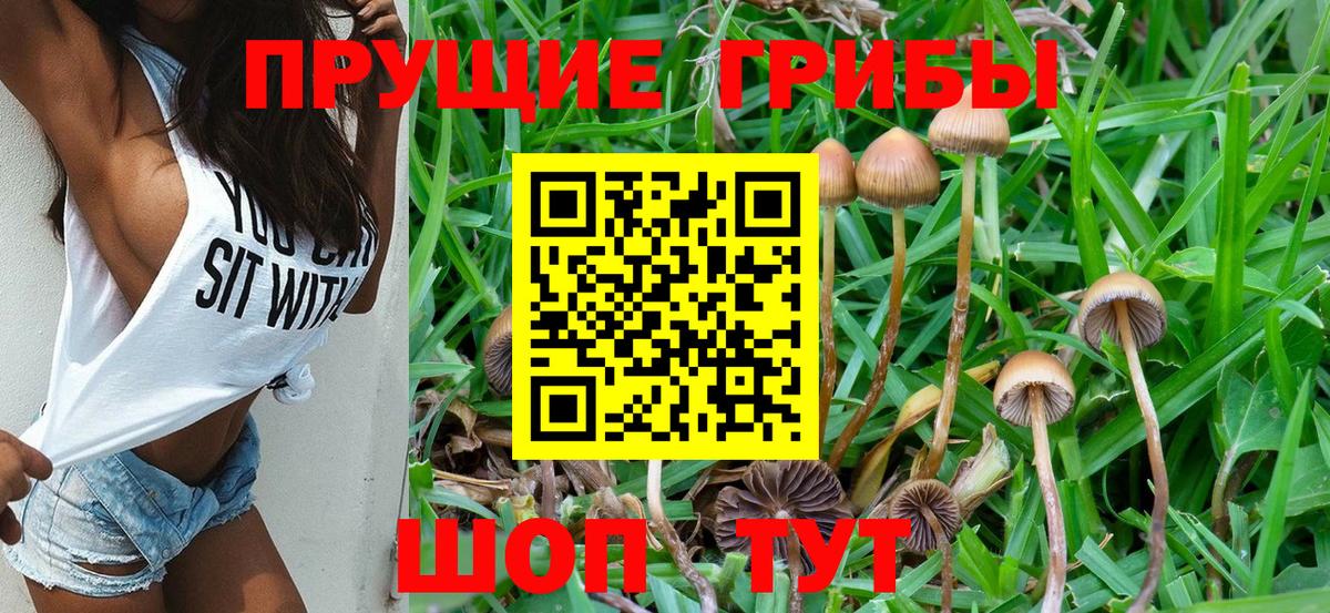 закладка  Галлюциногенные грибы Psilocybine cubensis  Псилоцибиновые грибы мицелий  Вход с VPN  Урус-Мартан 
